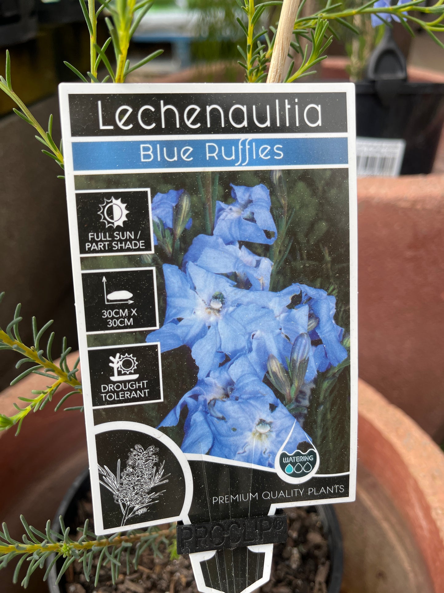 Lechenaultia biloba Blue Ruffles 14cm