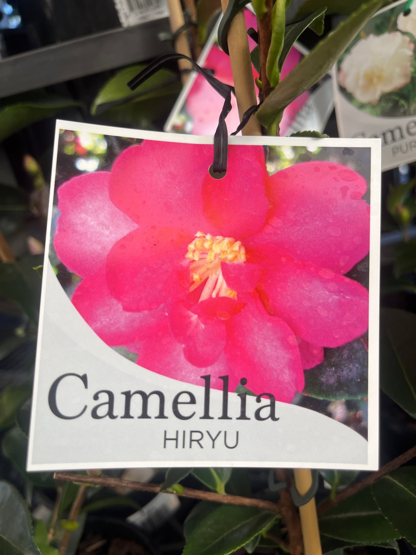Camellia sasanqua 'Hiryu' 14cm