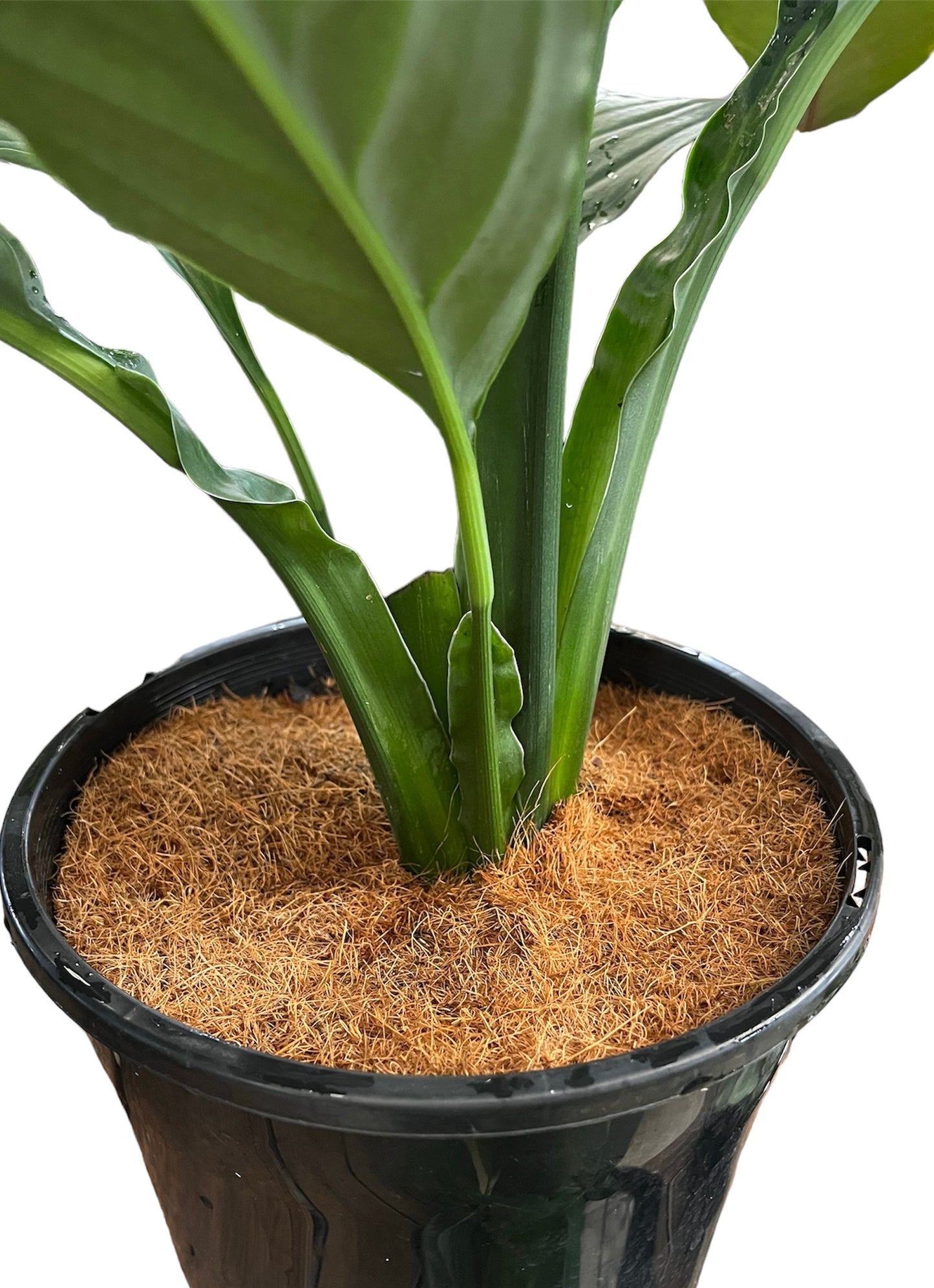 Coir Weedmat Round 18.5cm