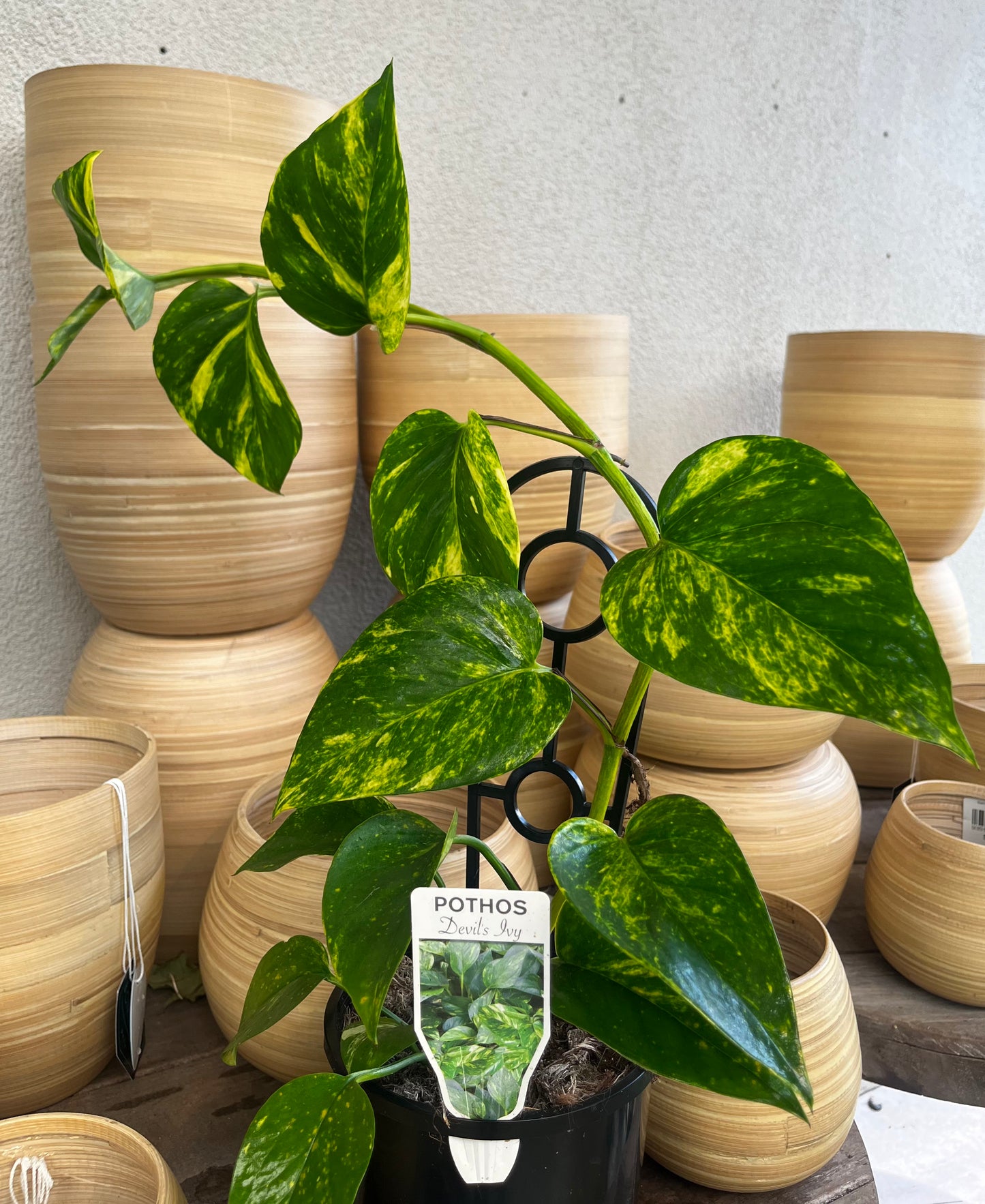 Epipremnum Pothos/Devil's Ivy 14cm