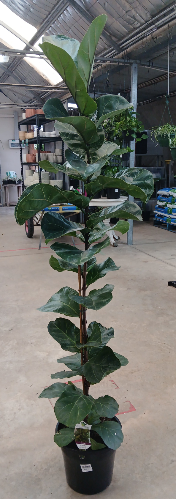 Ficus Iyrata 'Bambino' 25cm