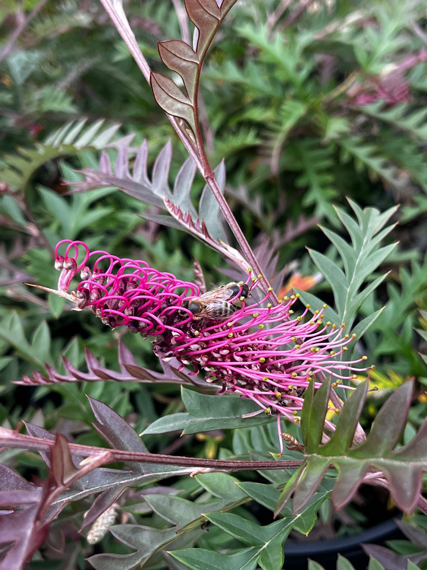 Grevillea 'Moe Gem' 20cm