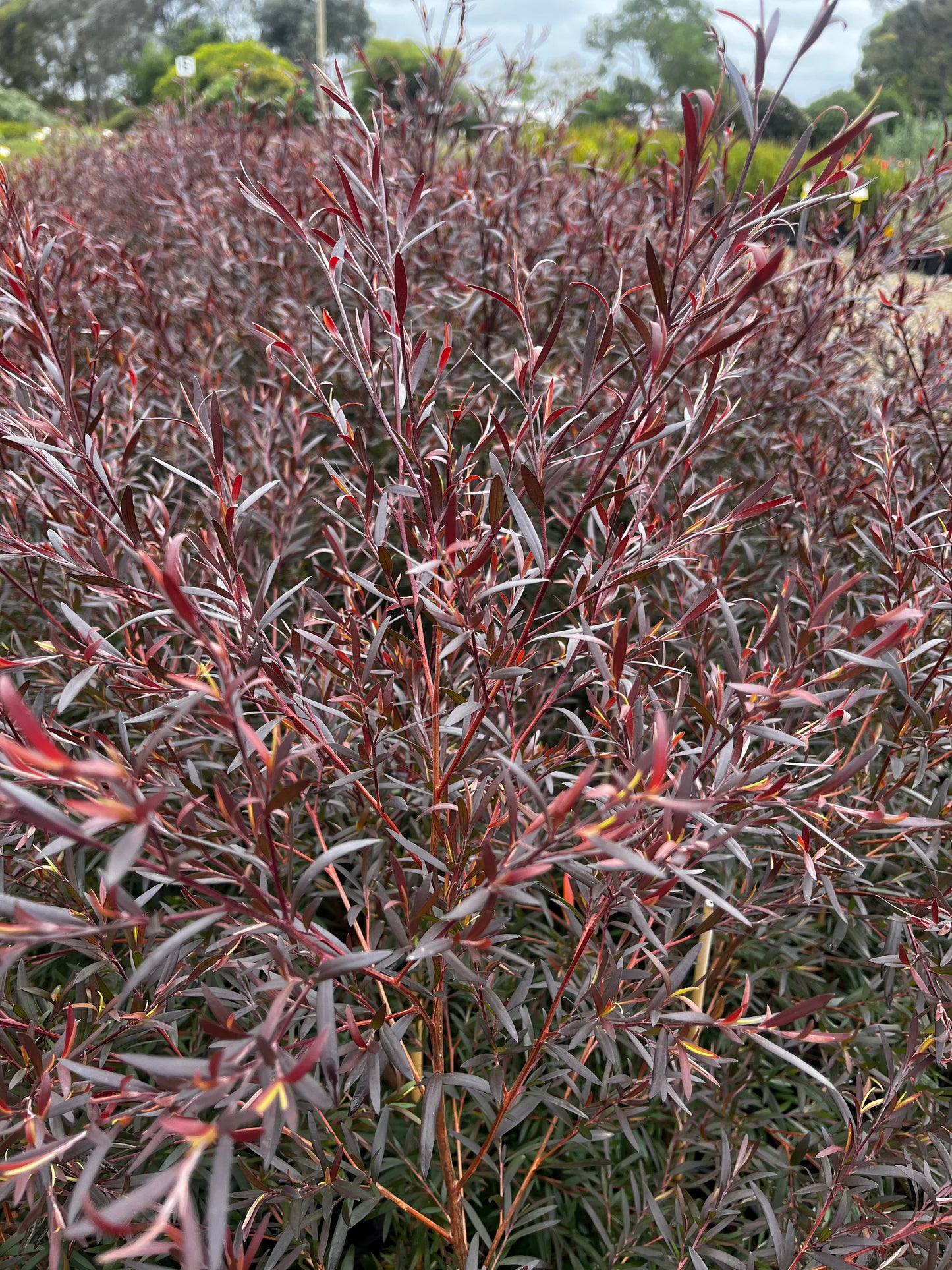 Leptospermum polygalifolium 'Copper Glow' 14cm