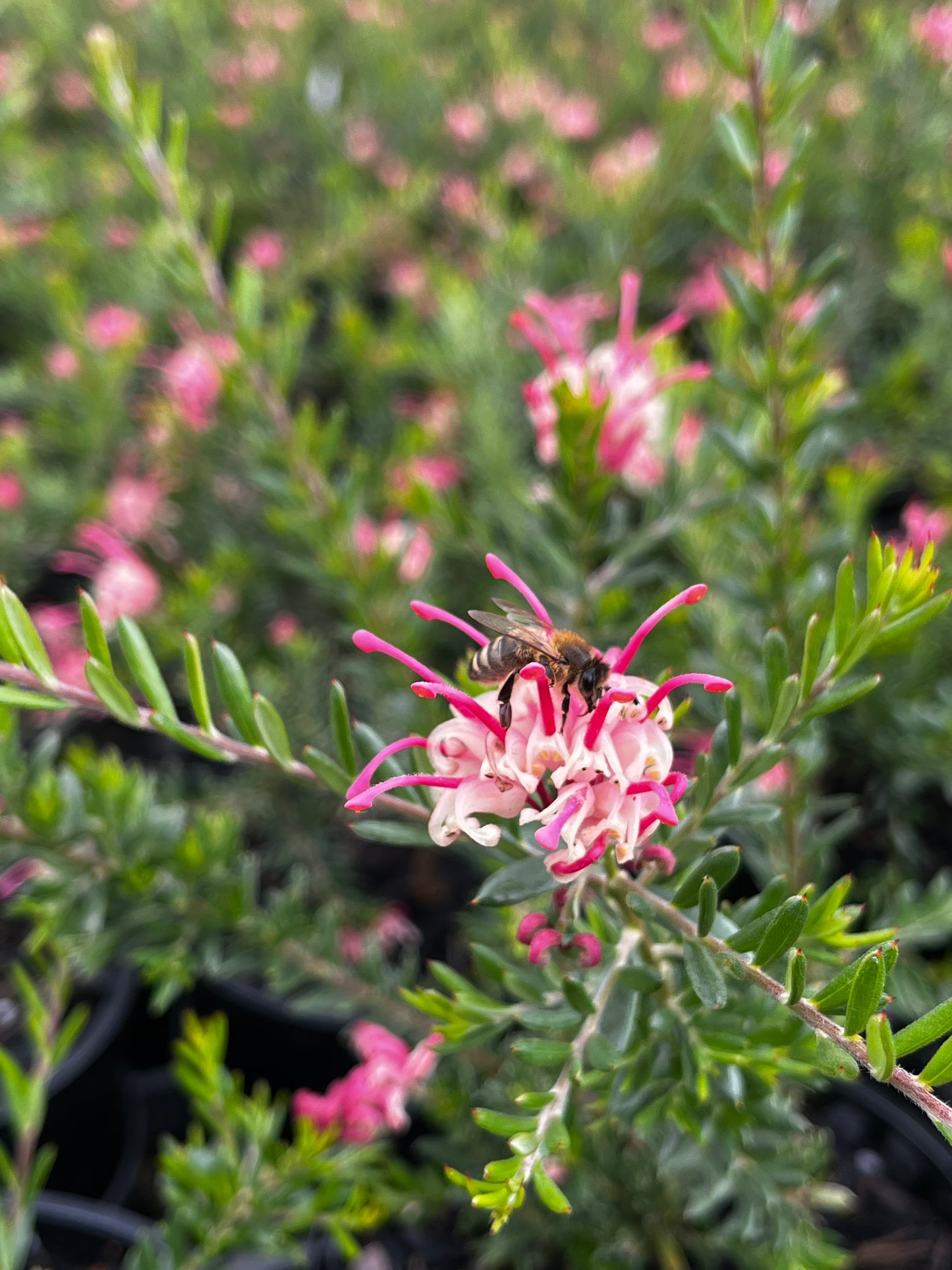 Grevillea 'Raspberry Ripple' 14cm