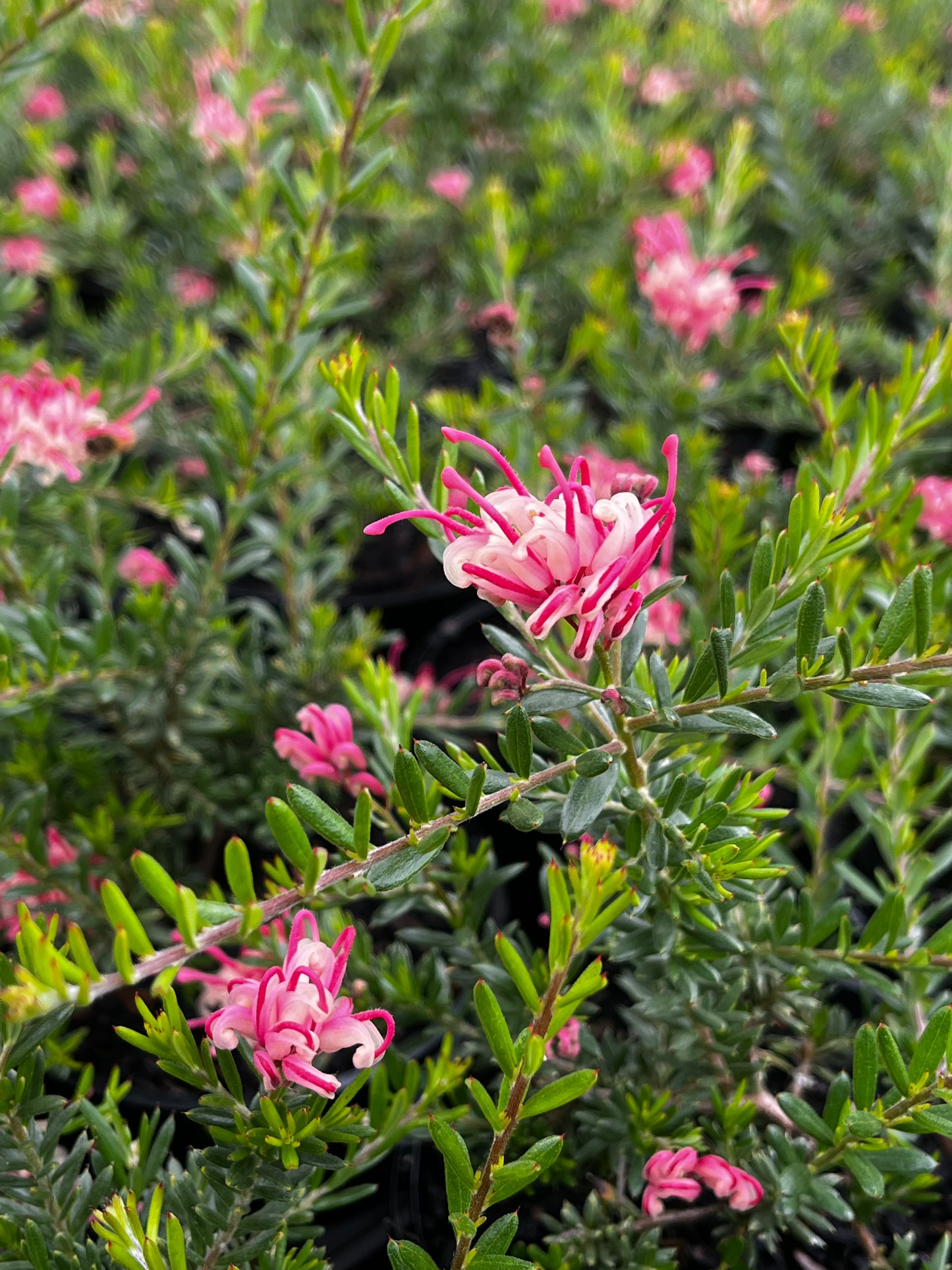 Grevillea 'Raspberry Ripple' 14cm
