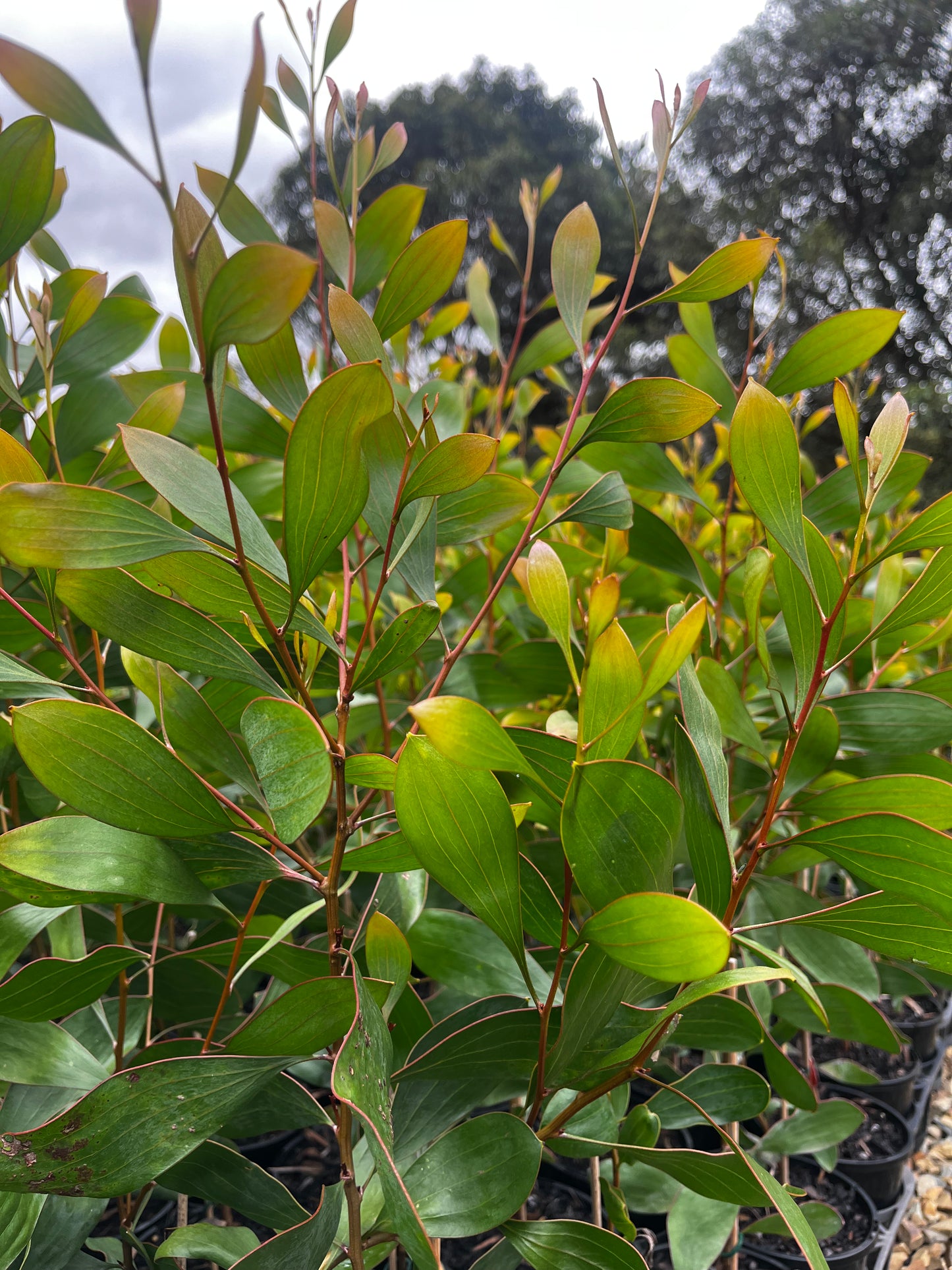 Hakea laurina 14cm