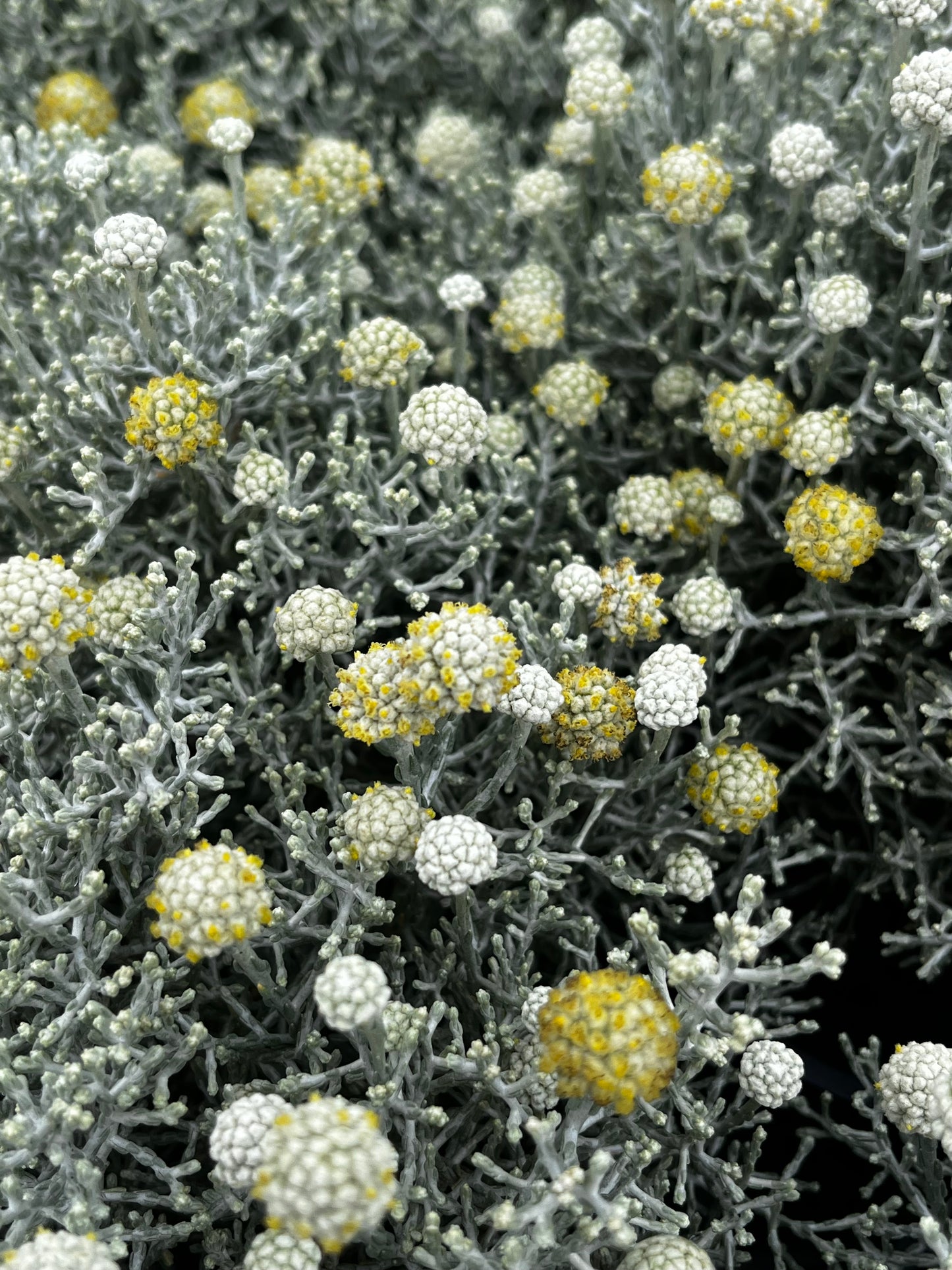 Leucophyta brownii 'Silver Nugget' 14cm