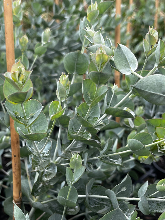 Eucalyptus albida 'White Leaved Mallee' 20cm