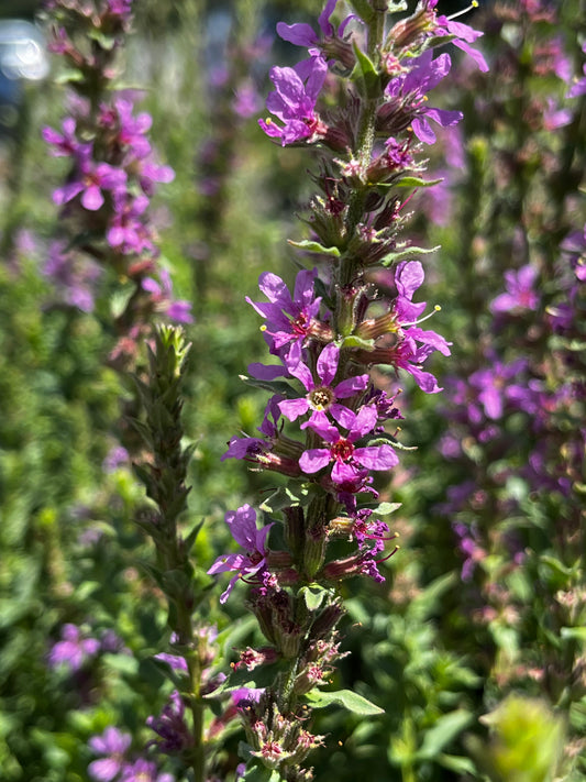Lythrum salicaria 14cm Seconds