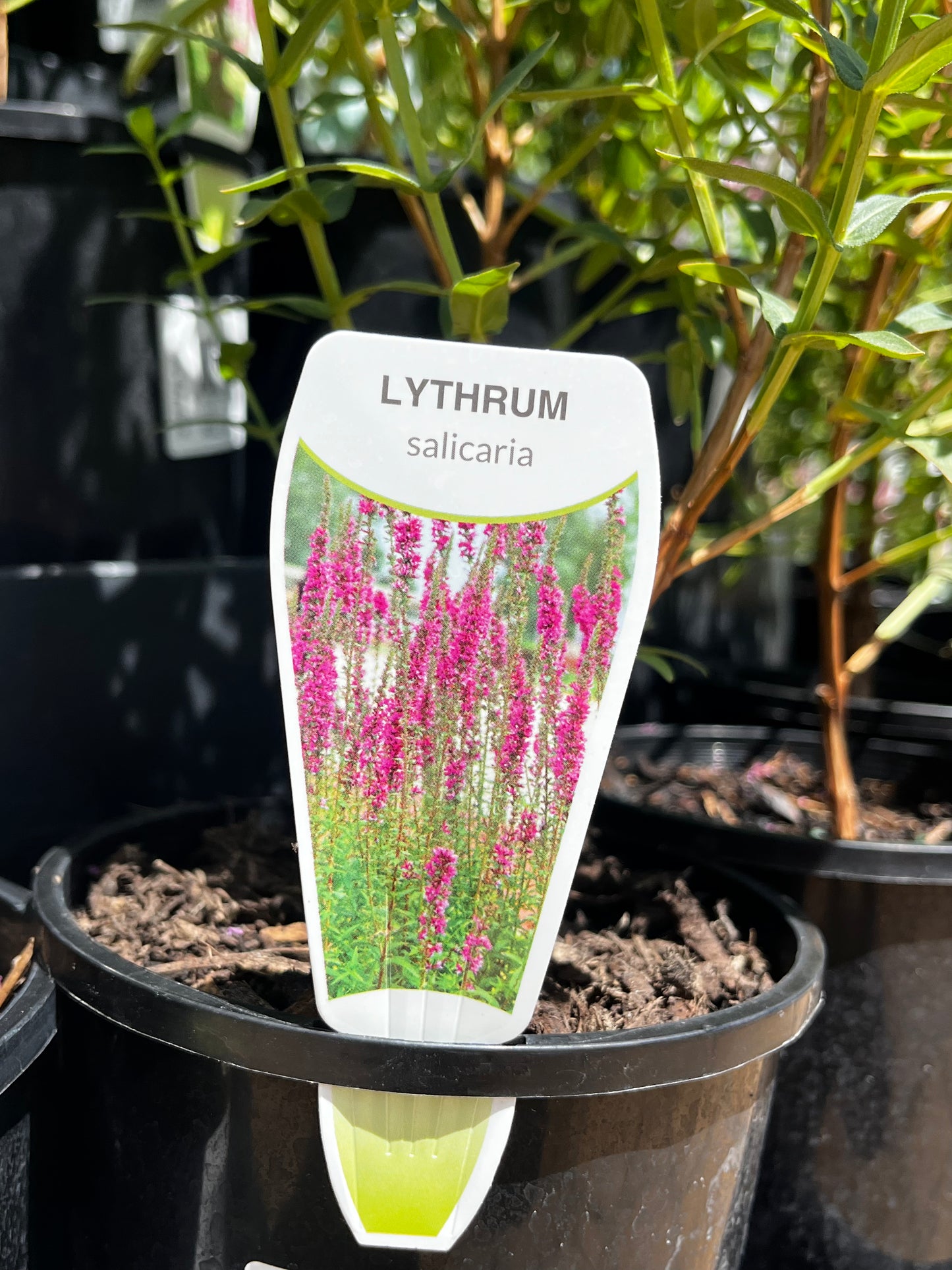 Lythrum salicaria 14cm Seconds