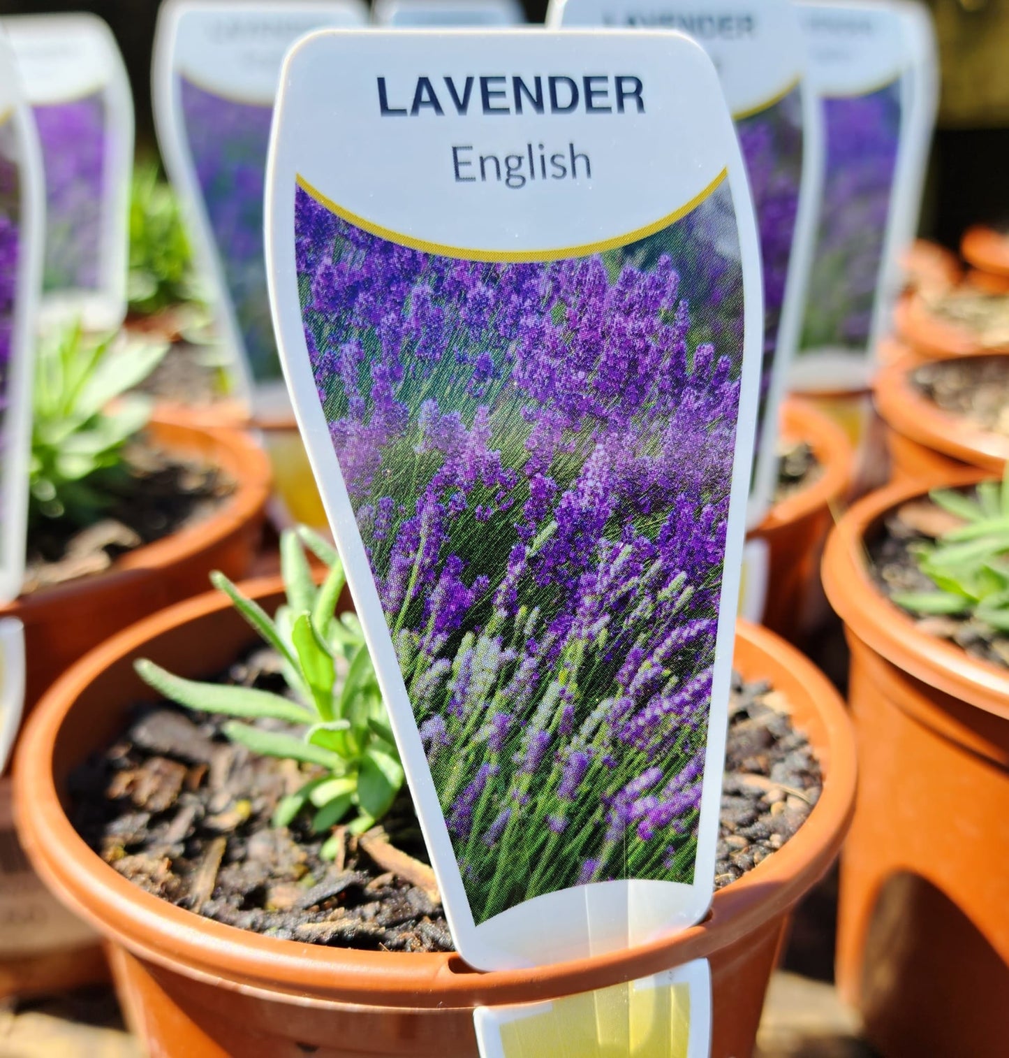 Lavender 'English' 100mm