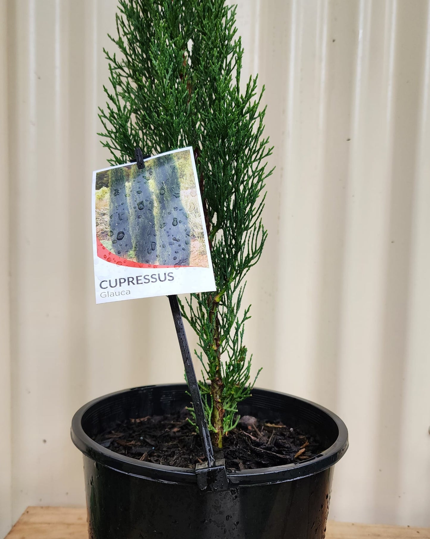 Cupressus sempervirens glauca 'Pencil Pine' 20cm