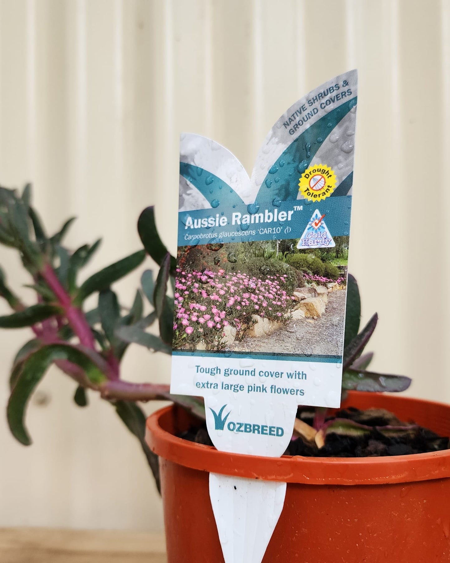 Carpobrotus glaucescens 'Aussie Rambler' 14cm Clearance
