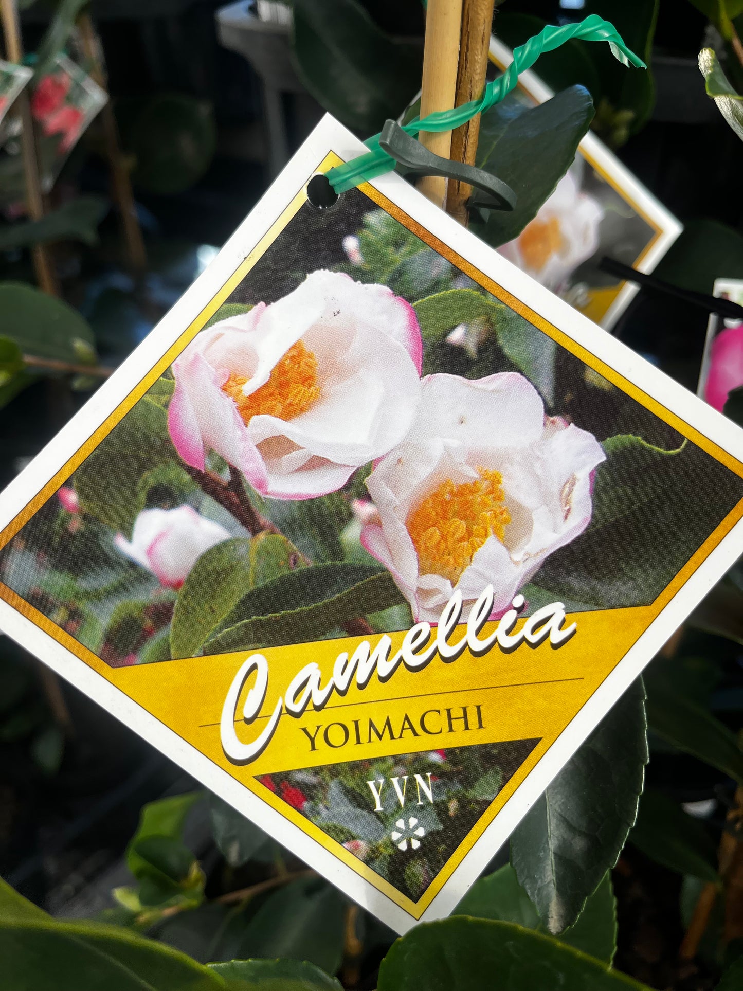 Camellia sasanqua 'Yoi Machi' 14cm