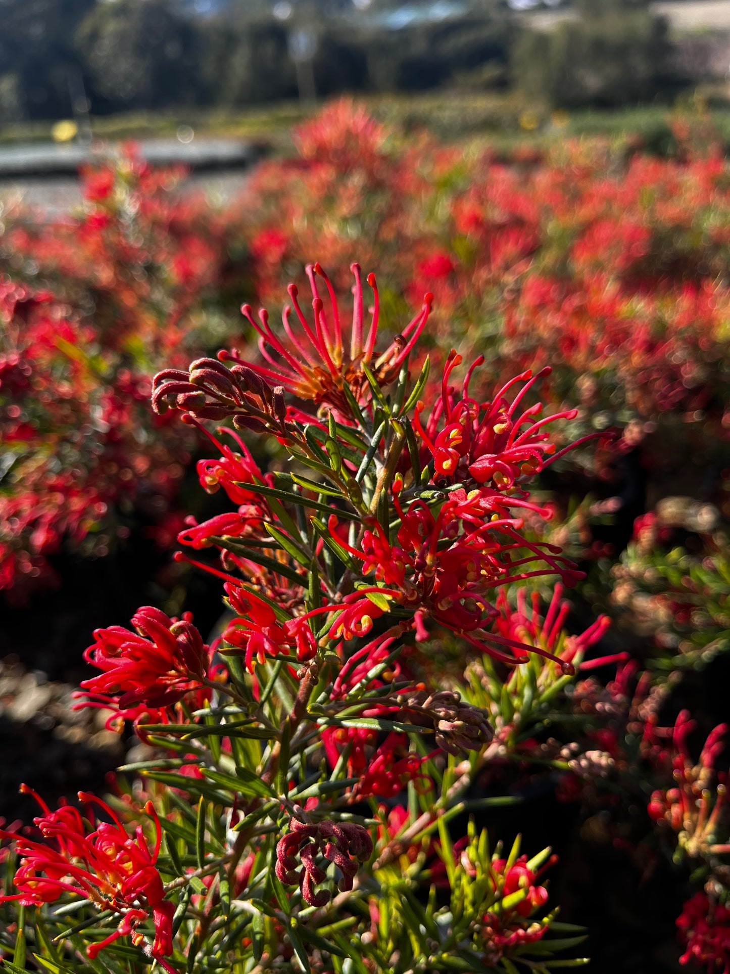Grevillea 'Legacy Flame' 20cm