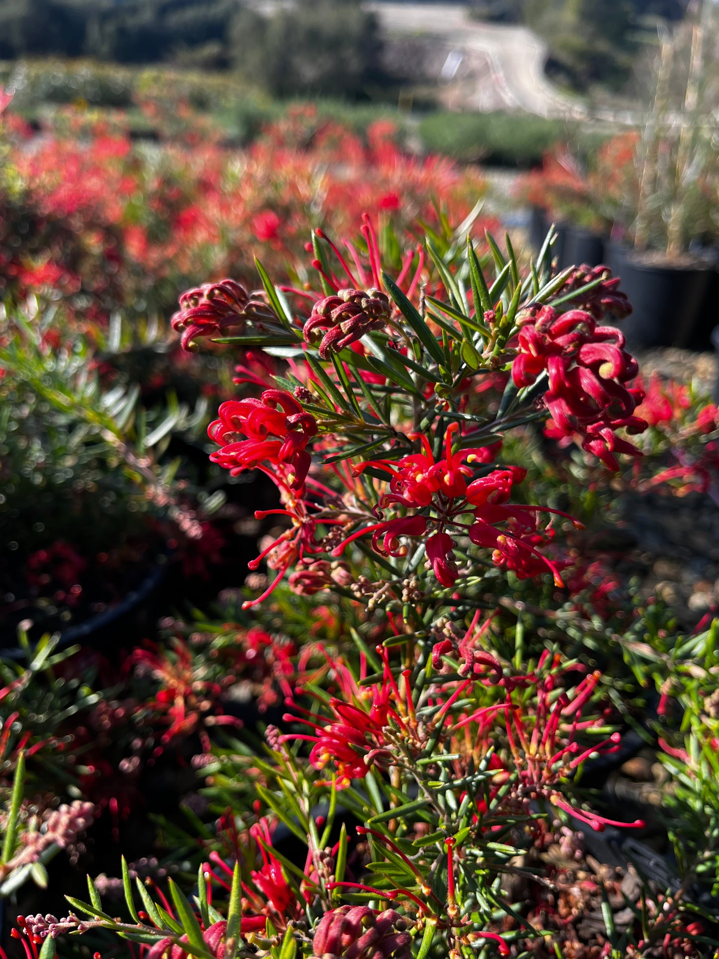 Grevillea 'Legacy Flame' 20cm