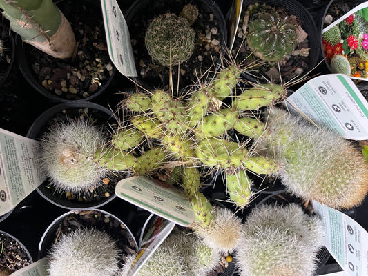 Cactus assorted 7cm