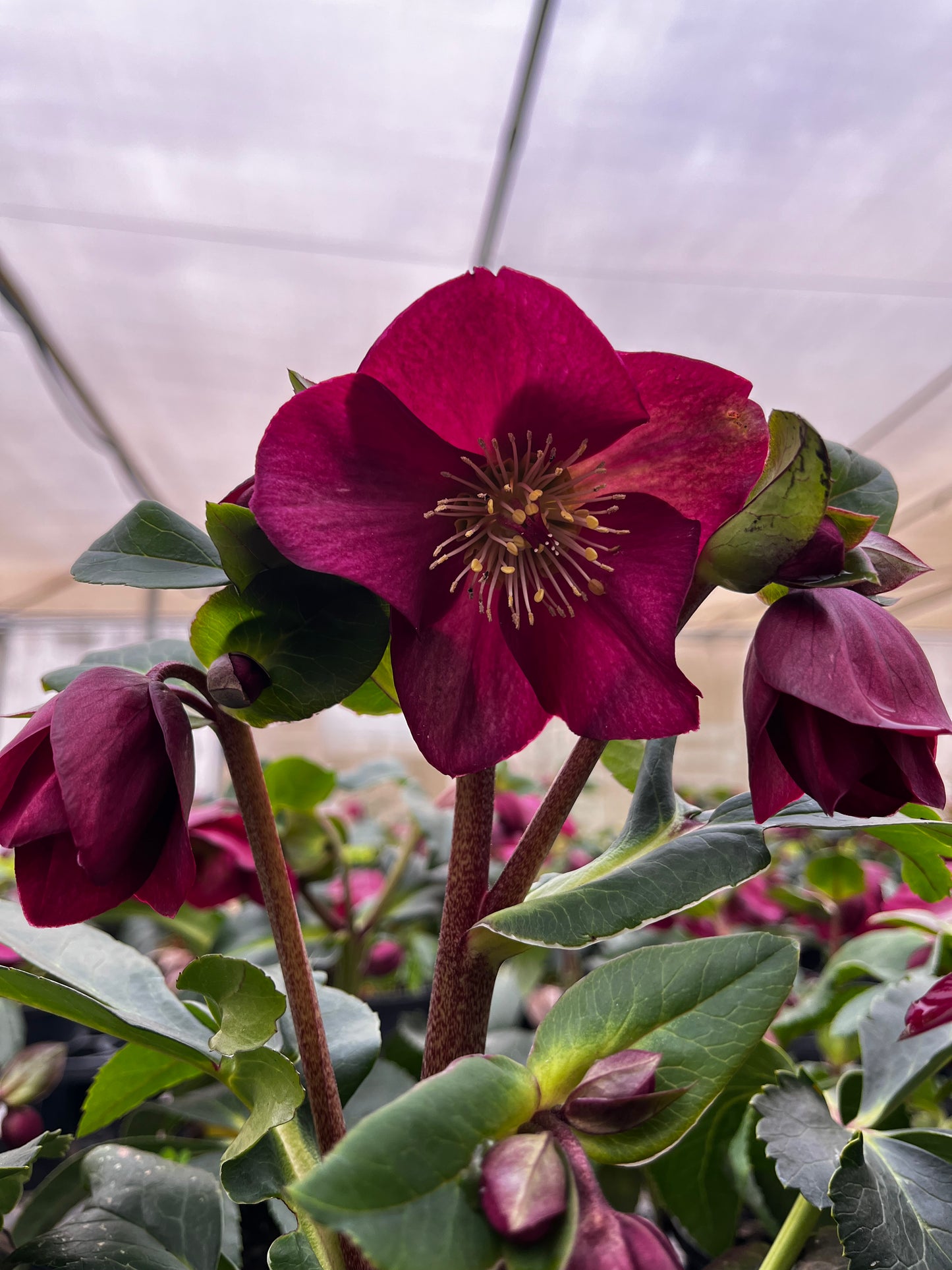 Helleborus Gold Collection ‘Ice Breaker Ruby' 18cm