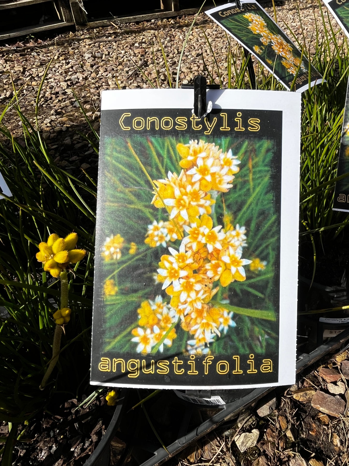 Conostylis angustifolia 14cm