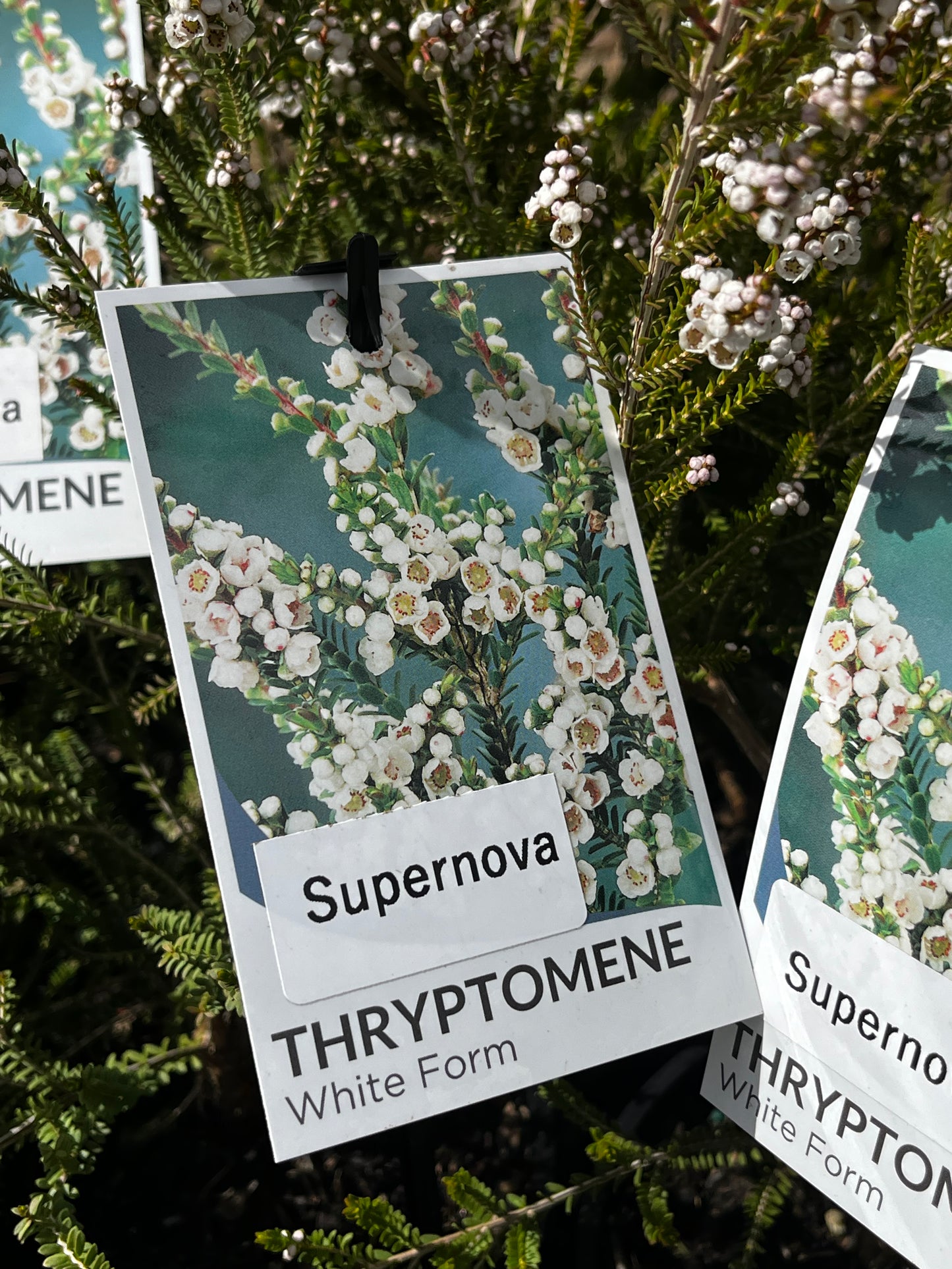 Thryptomene saxicola 'Supernova' 20cm