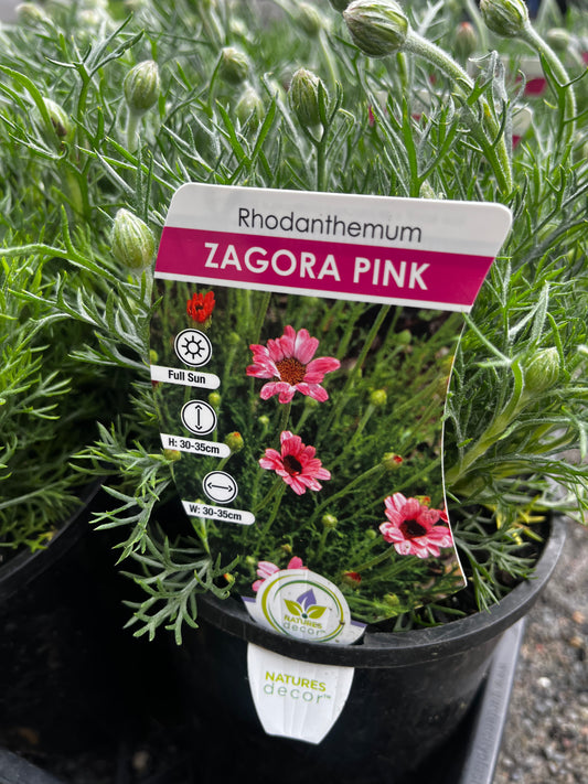 Rhodanthemum Assorted 14cm