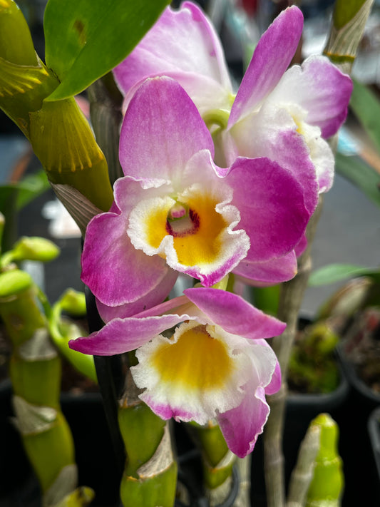 Orchid Assorted 15cm