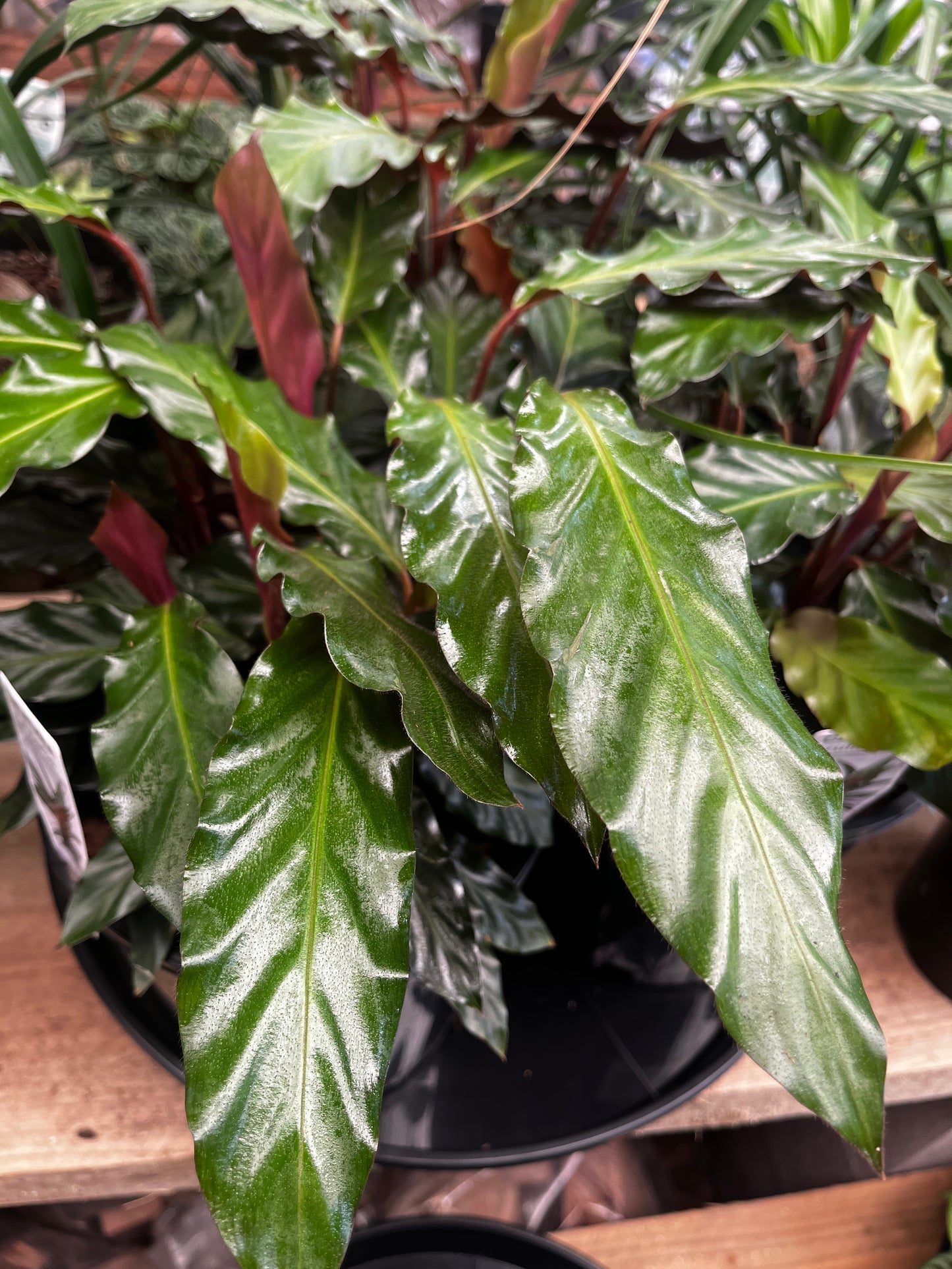 Calathea rufibarba 20cm