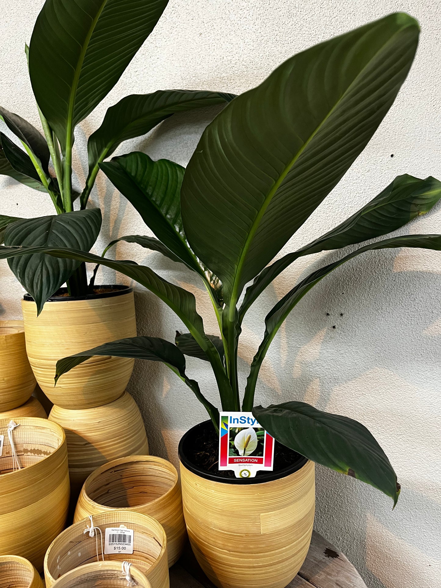 Spathiphyllum 'Sensation' 20cm