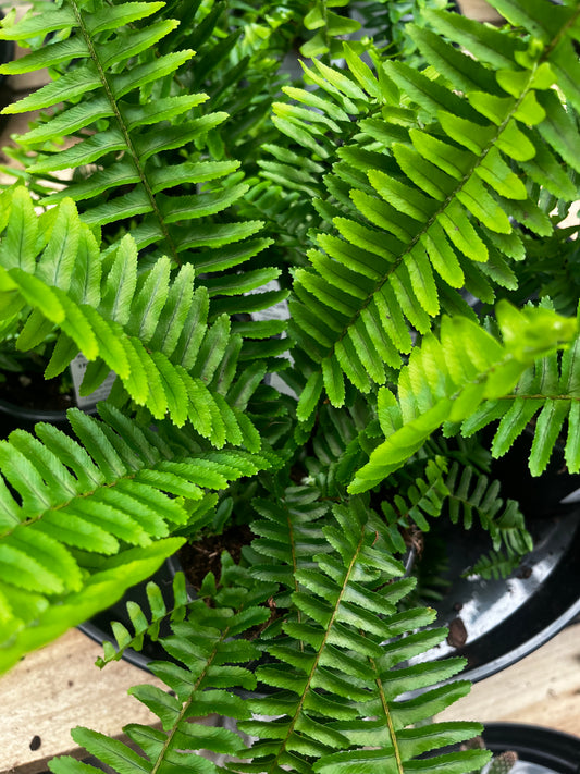 Nephrolepis obliterata 'Emerald Queen' 12cm