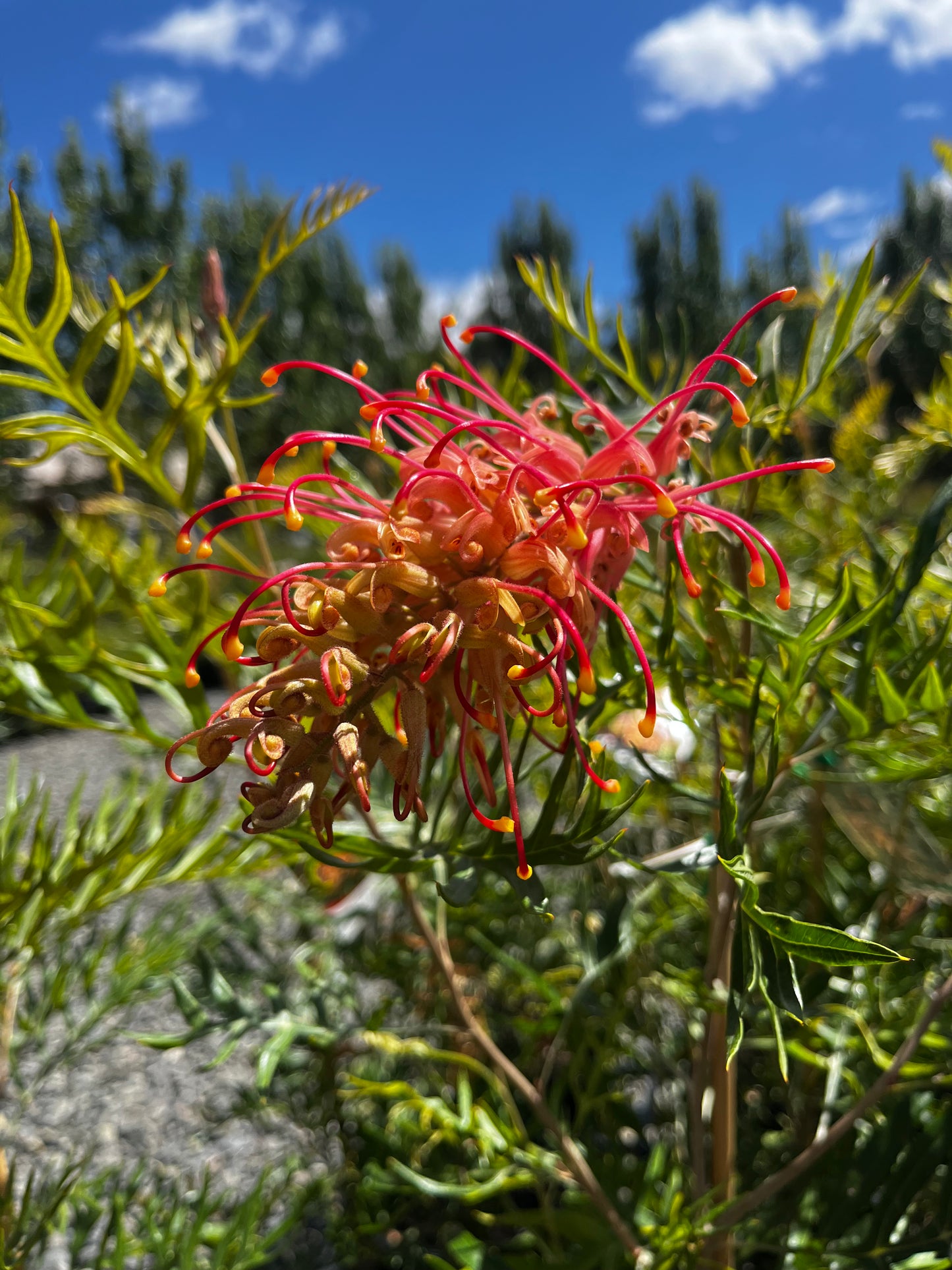 Grevillea 'Superb' 20cm