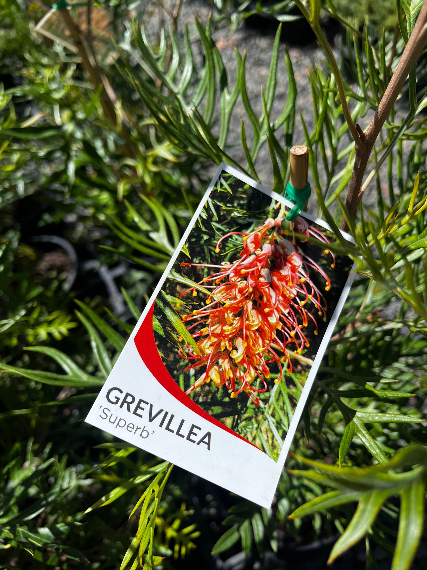 Grevillea 'Superb' 20cm