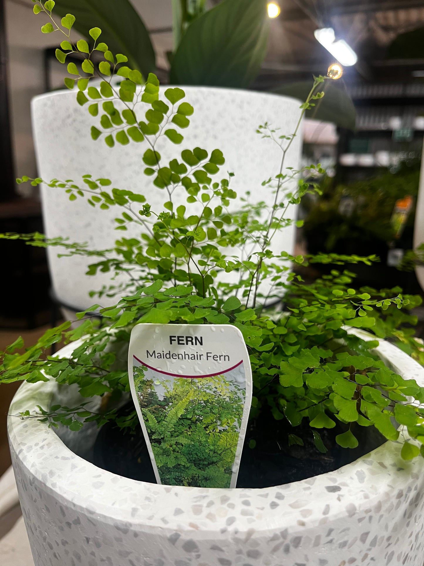 Adiantum aethiopicum 'Native Maidenhair' 14cm