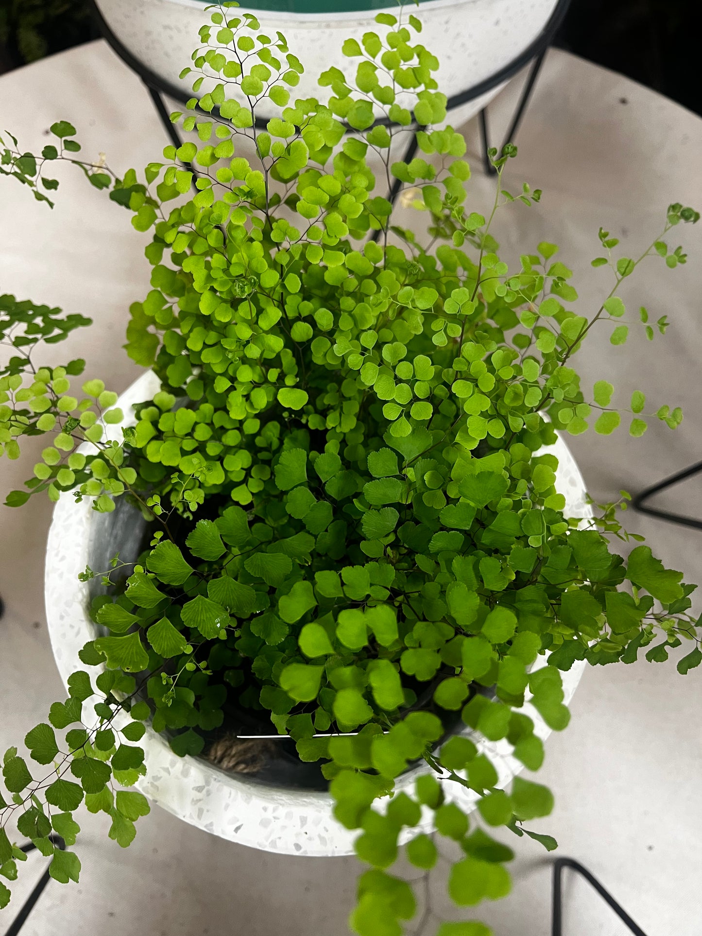 Adiantum aethiopicum 'Native Maidenhair' 14cm