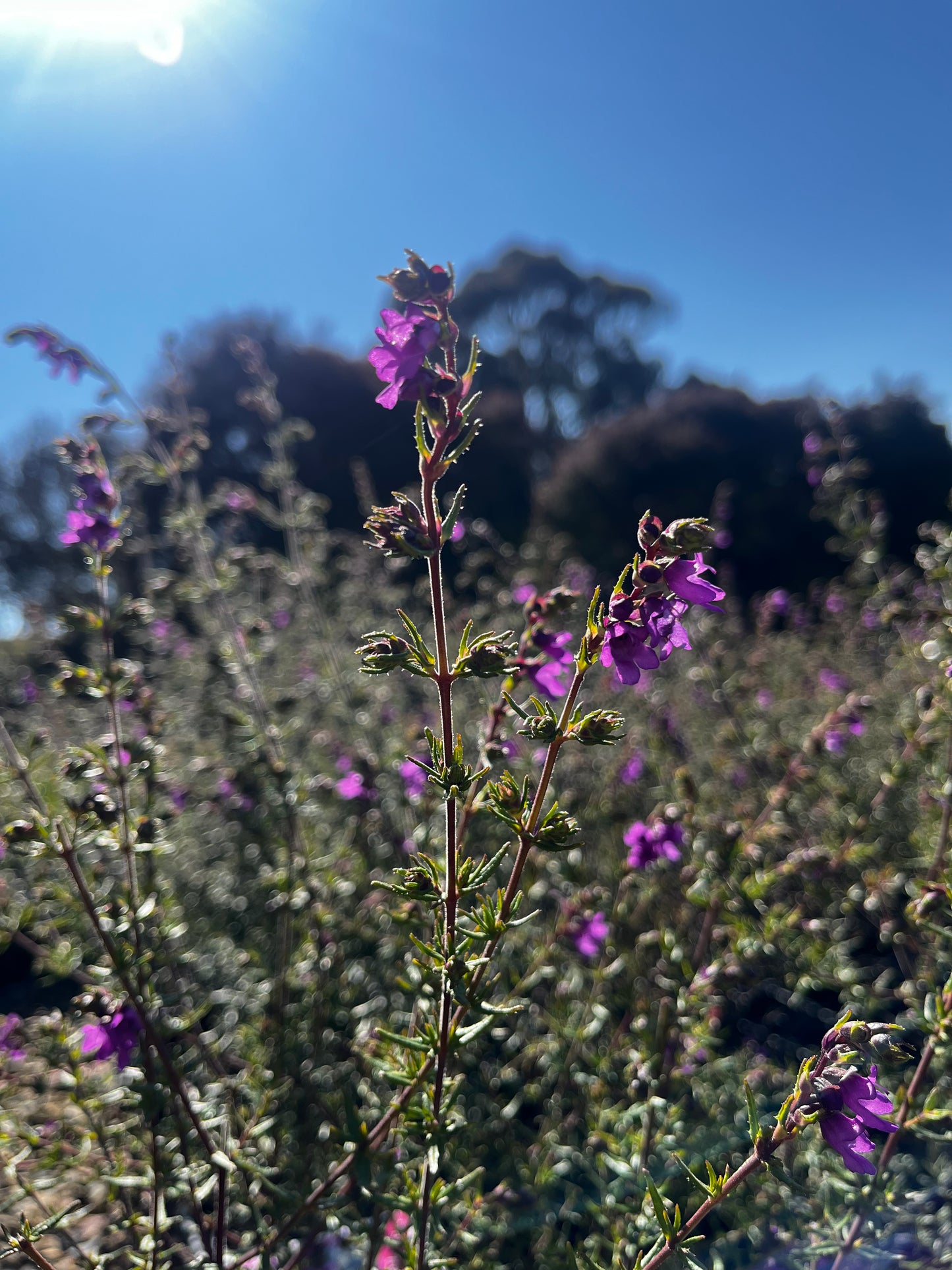 Prostanthera crocodyloides 'Crocodile Mint' 7cm