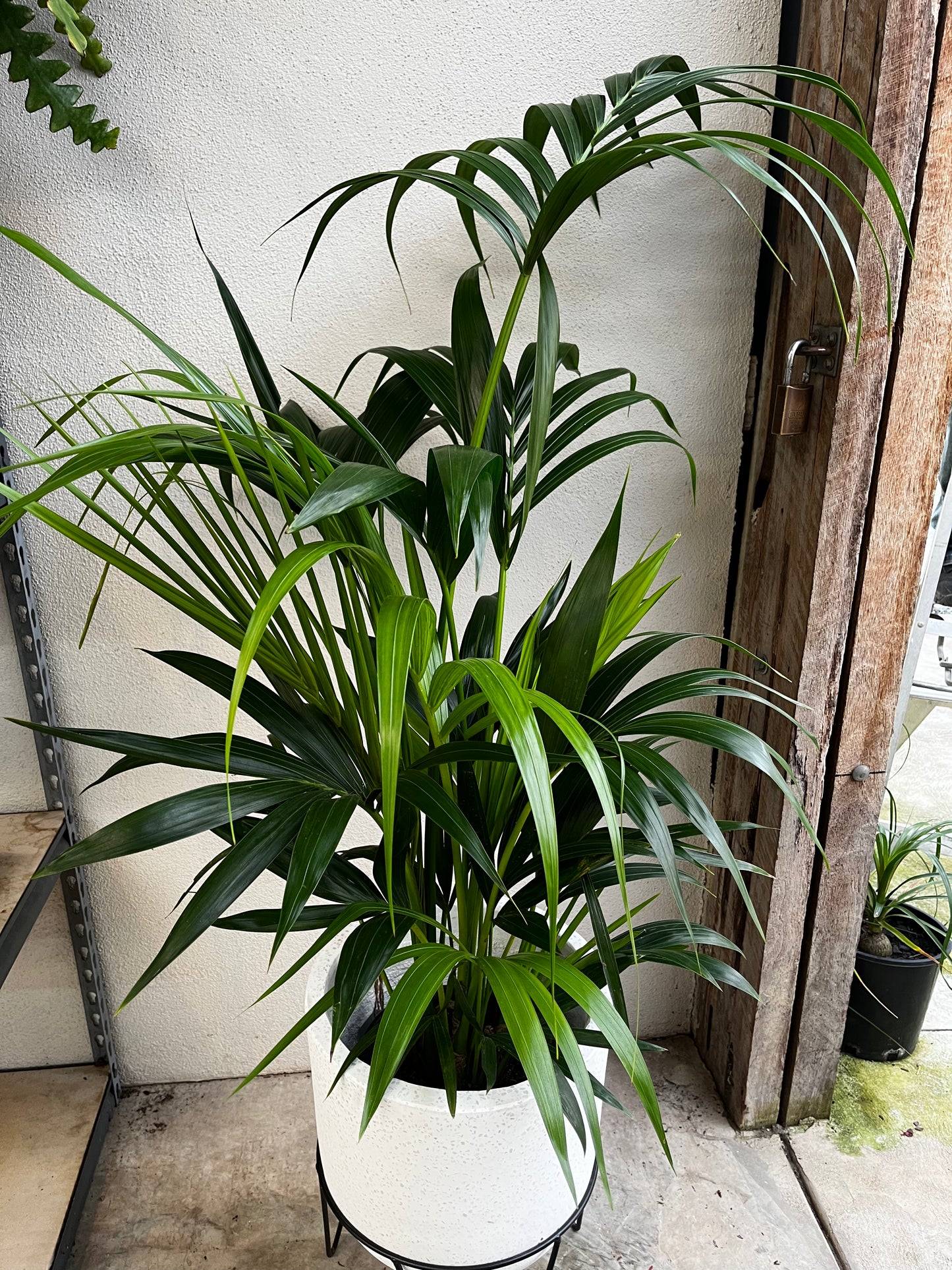 Howea foresteriana 'Kentia Palm' 25cm