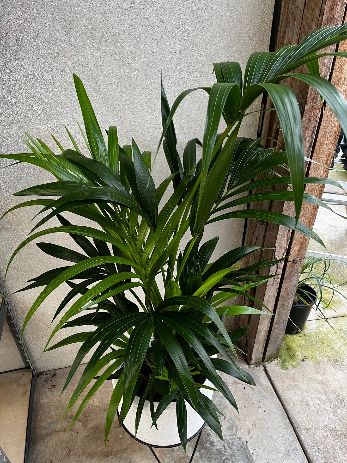 Howea foresteriana 'Kentia Palm' 25cm