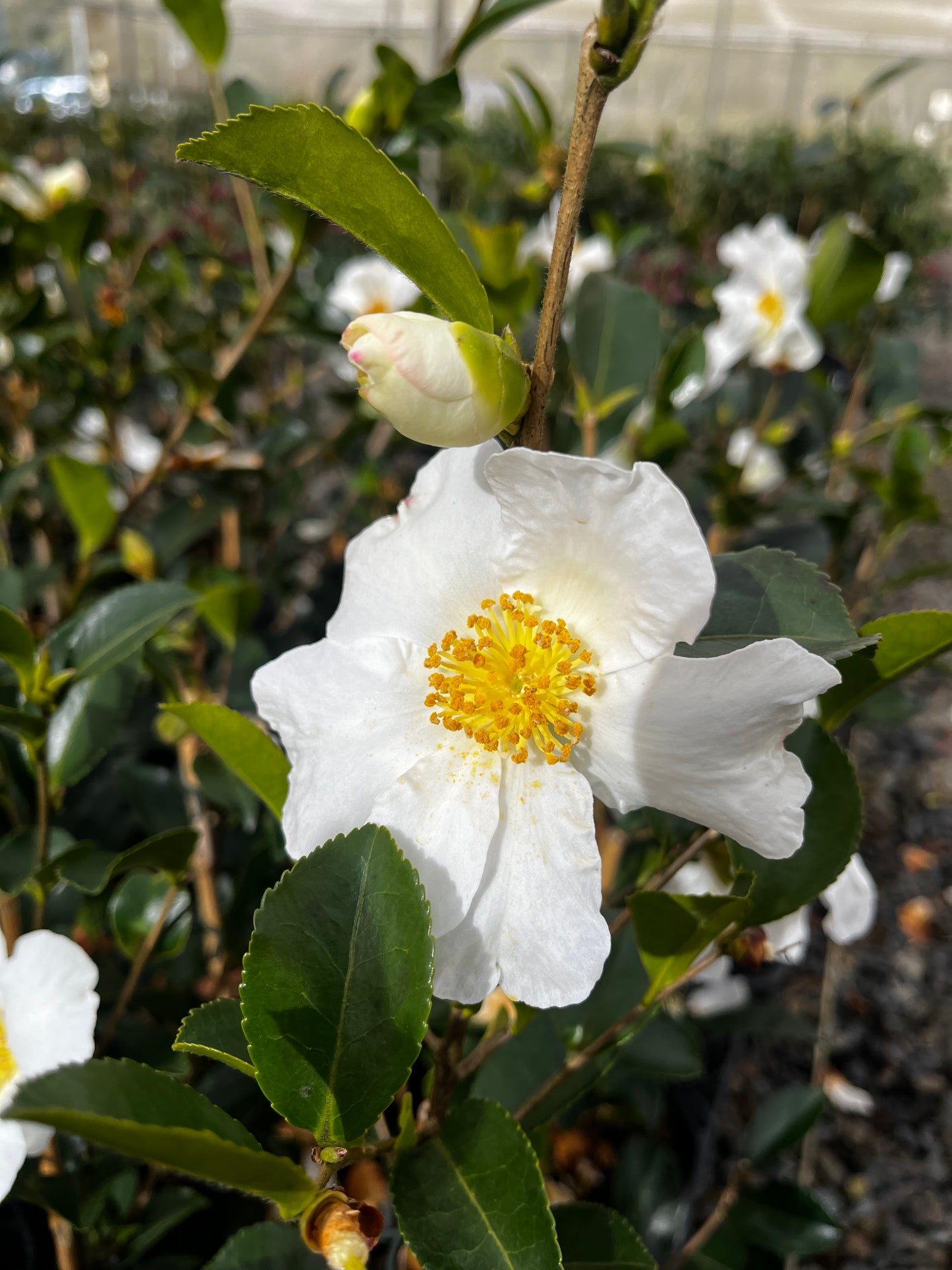 Camellia Sasanqua 'Setsugekka' 7cm