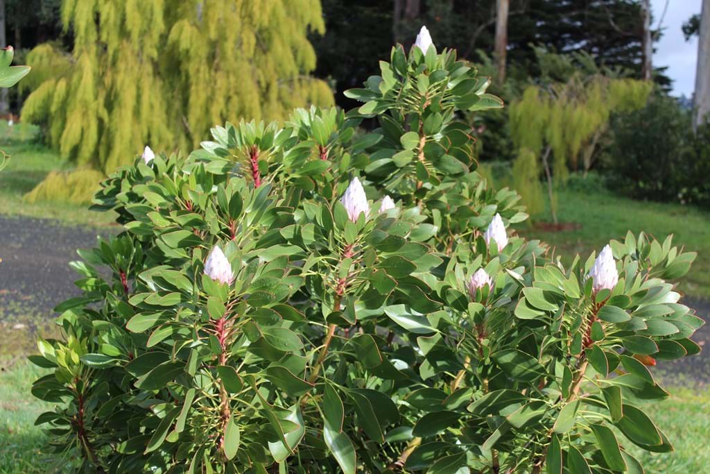 Protea cynaroides 'King Pink' 14cm