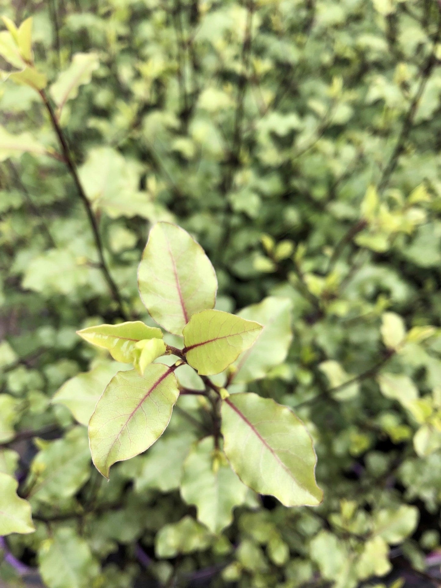 Pittosporum tenuifolium 'Silver Sheen' 20cm