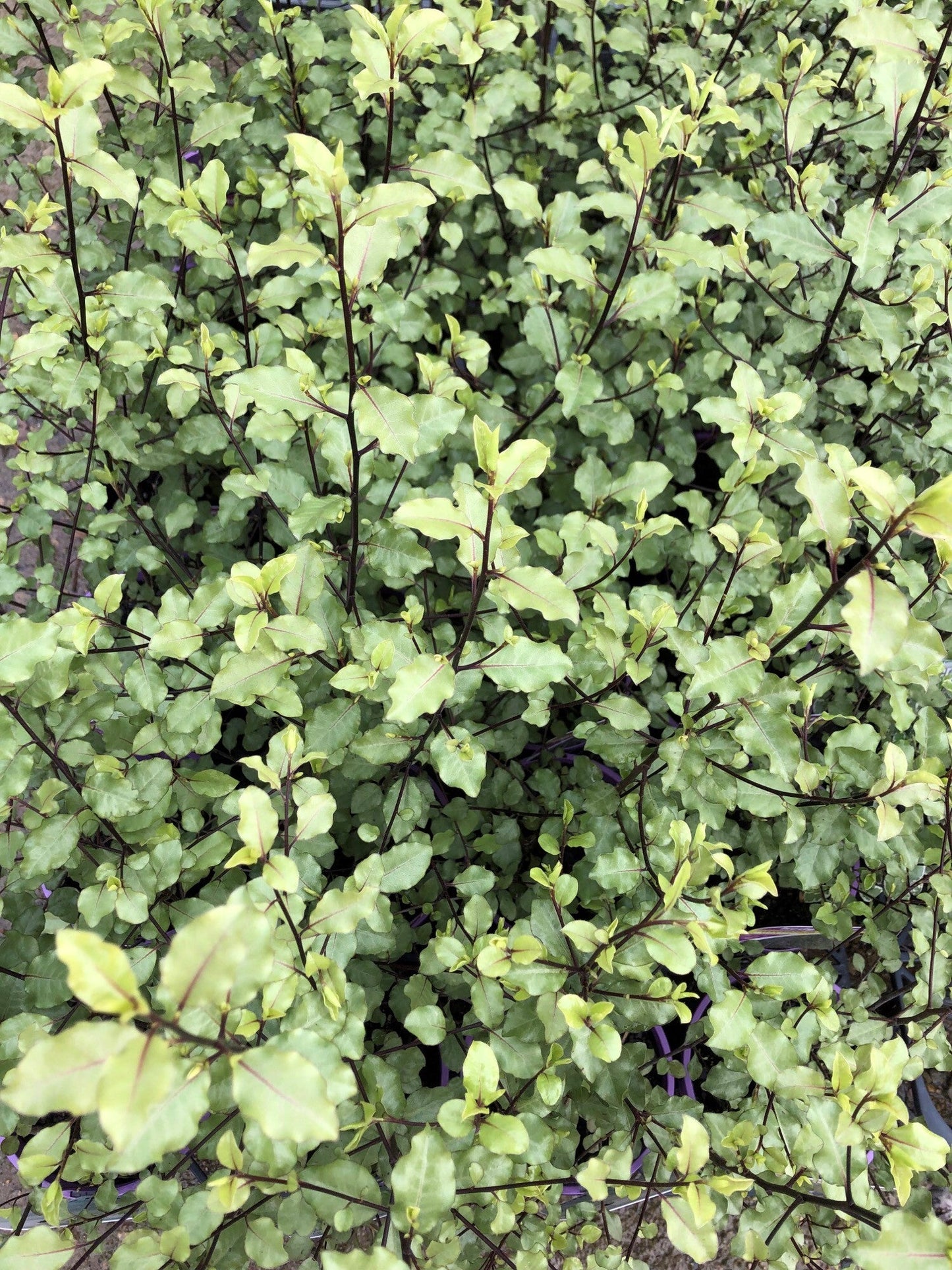 Pittosporum tenuifolium 'Silver Sheen' 20cm