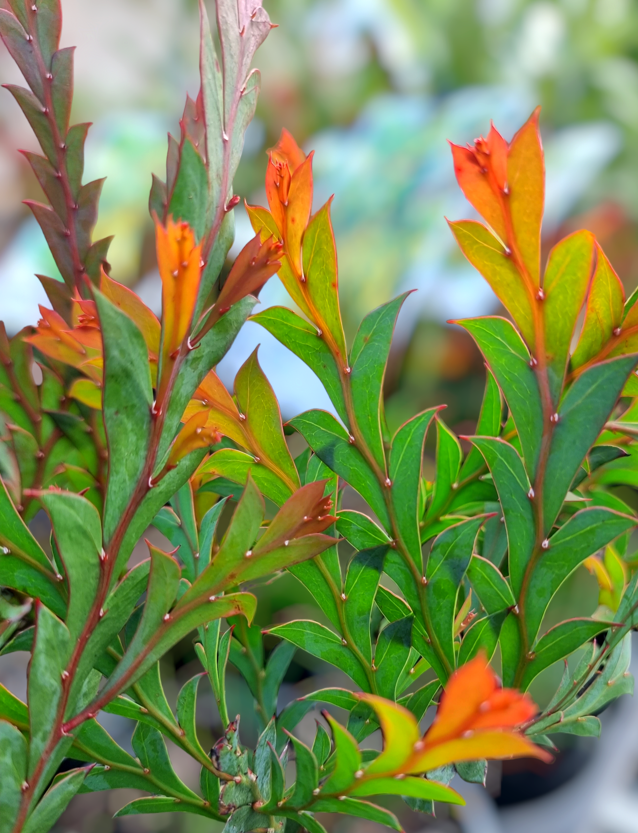 Acacia glaucoptera 20cm
