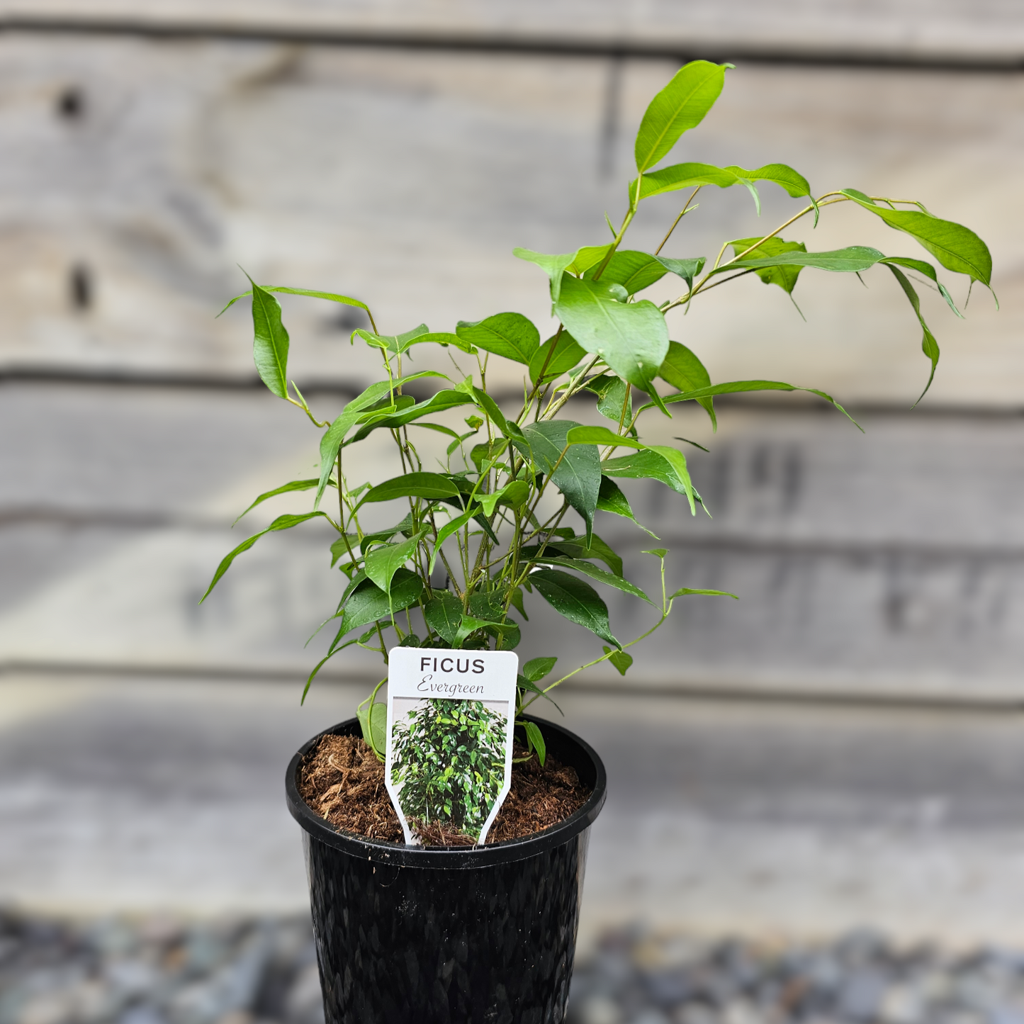 Ficus Benjamina Evergreen 14cm