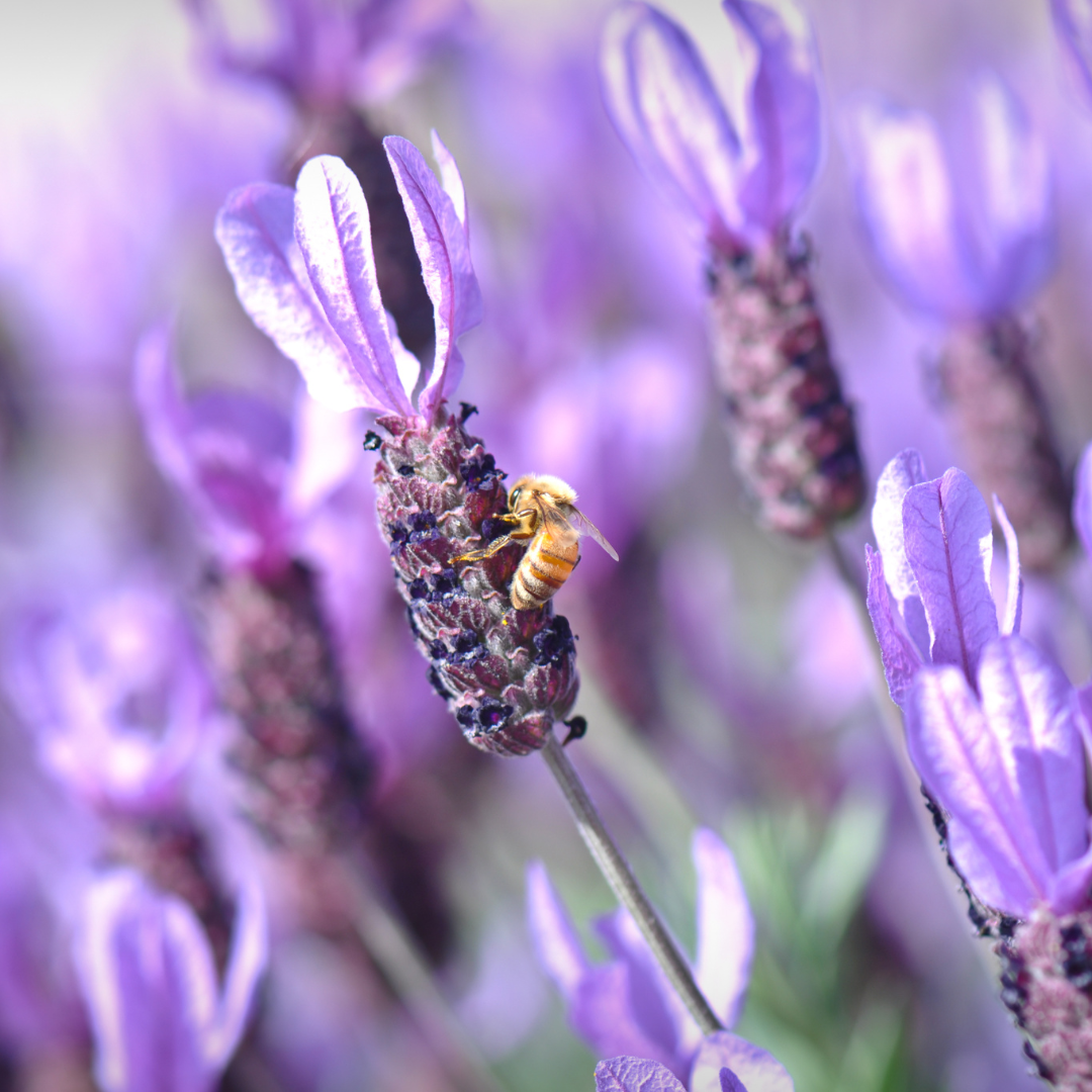Lavender 'Spanish/Italian' Lavandula stoechas 20cm