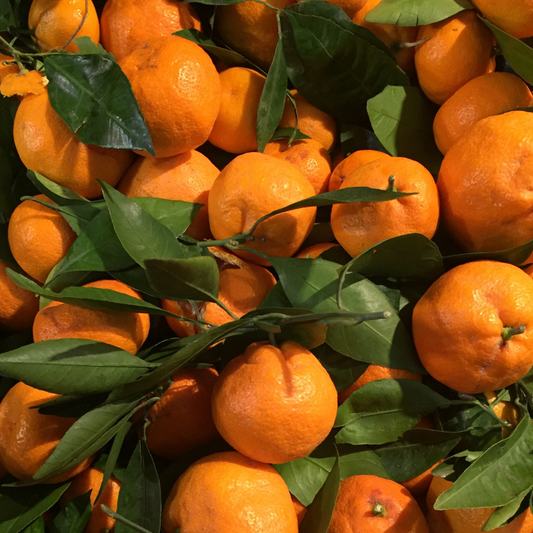 Mandarin 'Emperor' Grafted Dwarf  5L