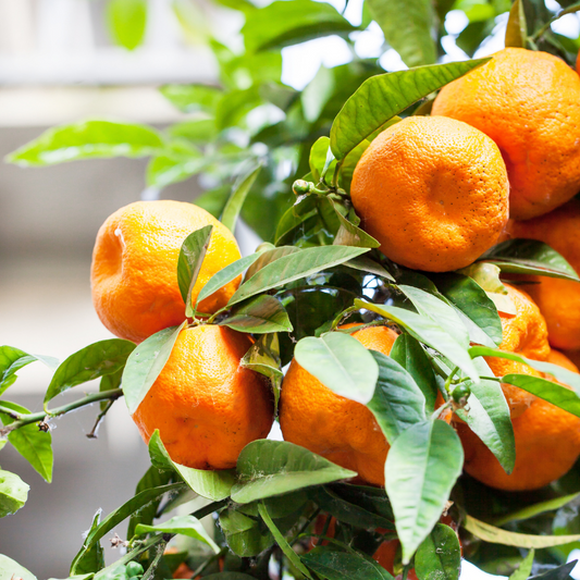 Mandarin 'Imperial' Flying Dragon Grafted Dwarf 5L