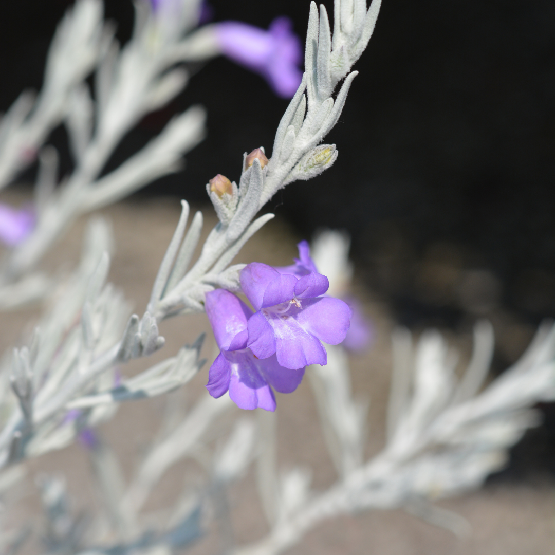 Eremophila nivea 20cm