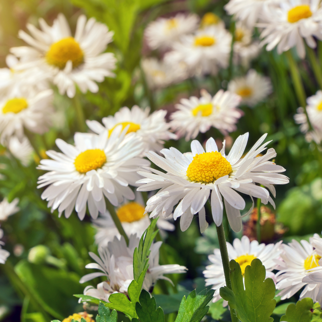 Chamomile Lawn Flower 100mm