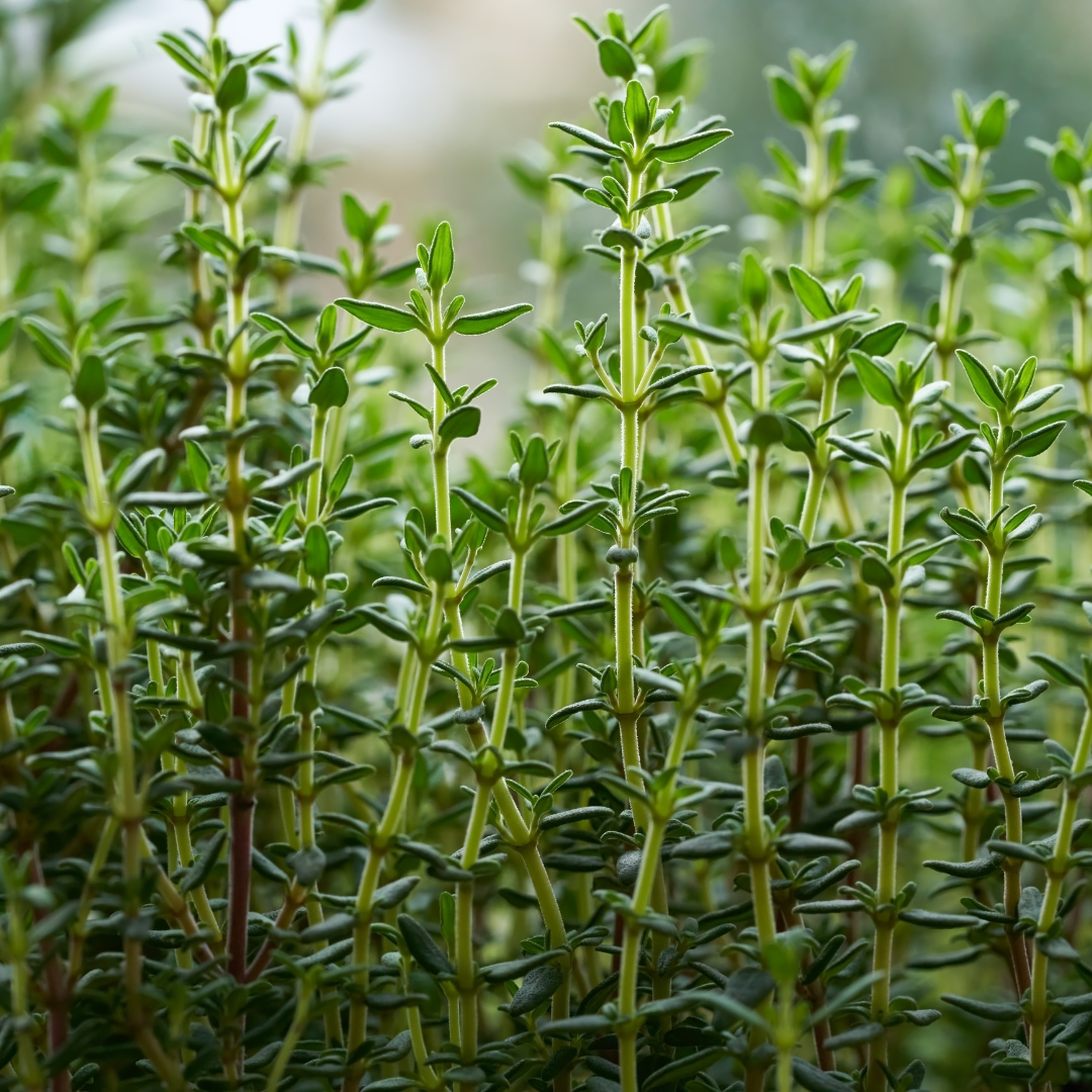 Thyme 100mm