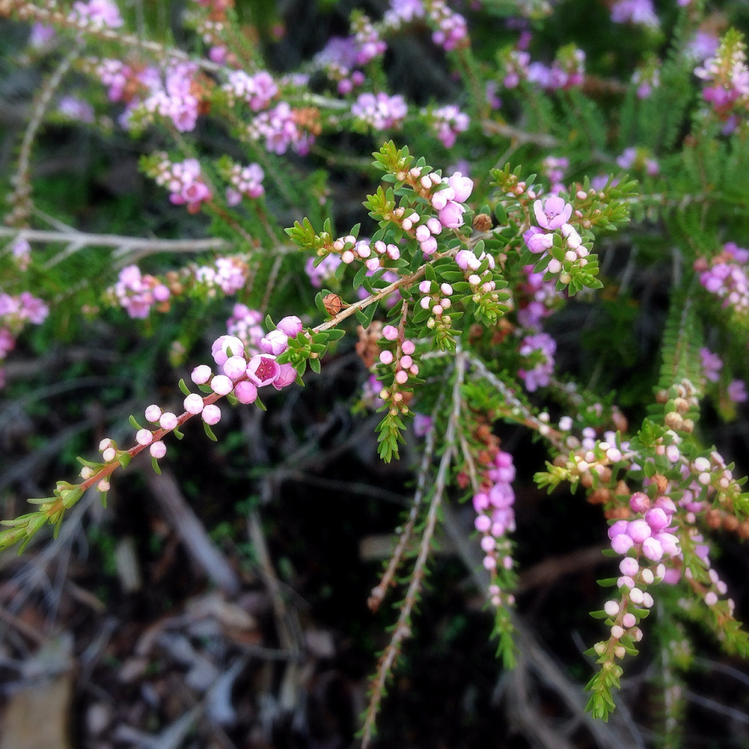 Thryptomene saxicola 'F.C. Payne' 14cm