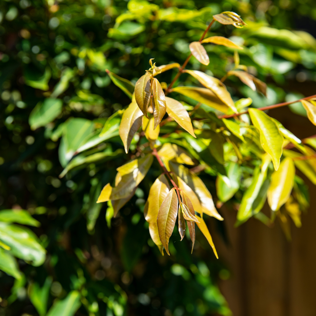 Waterhousea floribunda 20cm